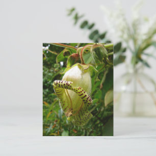 Capanea Grandiflora Postcard