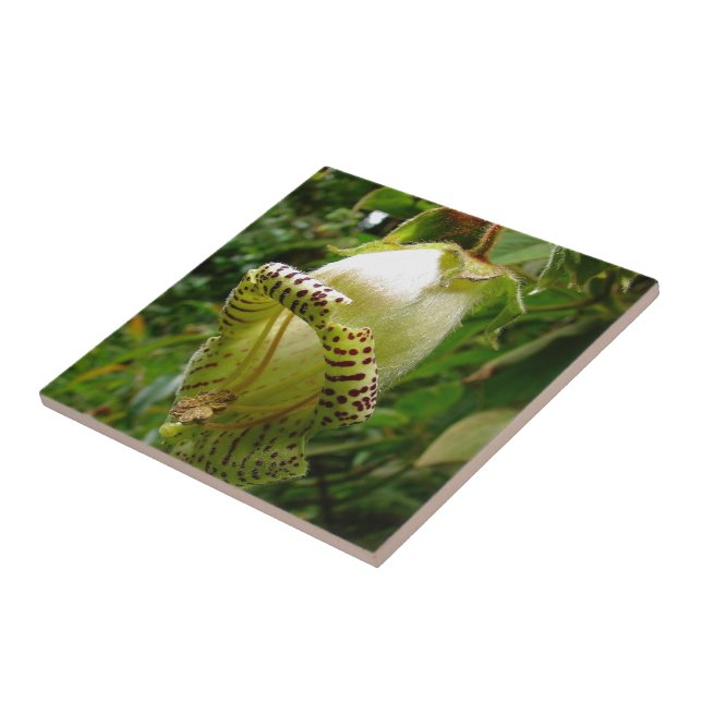 Capanea Grandiflora Tile (Side)