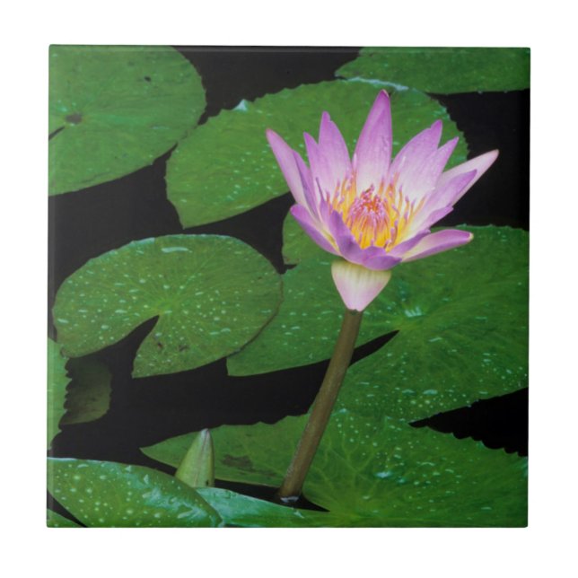 Cape Blue Water Lily (Nymphaea Capensis) Tile (Front)