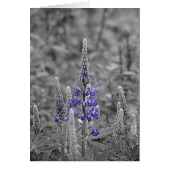 Cape Breton Lupins (Front)