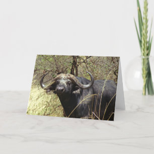 Cape Buffalo Card