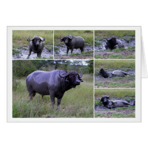 Cape Buffalo Mud Bath Collage Card