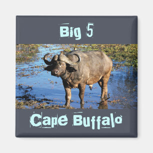 Cape Buffalo safari big 5 magnets