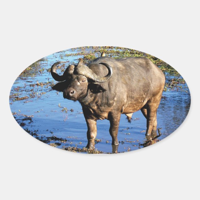 Cape Buffalo safari big 5 stickers (Front)