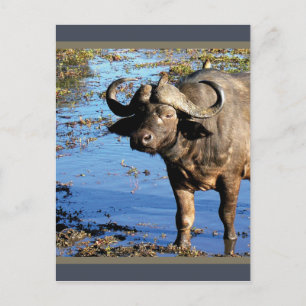 Cape Buffalo safari greeting postcards