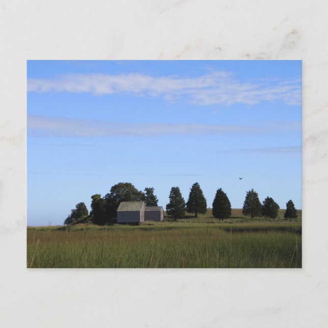Cape Cod Salt Marsh Postcard (Front)