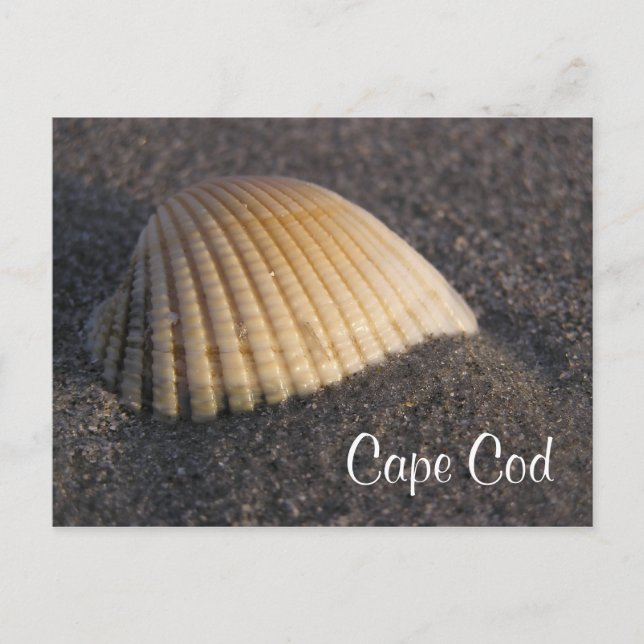 Cape Cod Seashell on the Beach Post Card (Front)