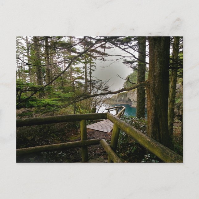 Cape Flattery Trail Olympic Peninsula Postcard (Front)