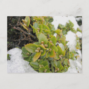 Cape Horn, Chile Nothofagus Coihue 2 Postcard