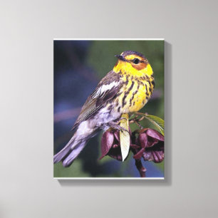Cape May Warbler Bird Lovers Gifts Canvas Print