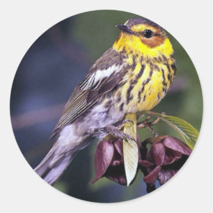 Cape May Warbler Bird Lovers Gifts Classic Round Sticker