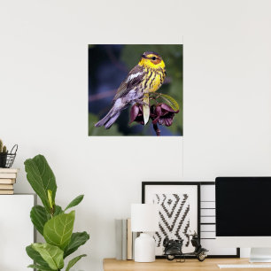 Cape May Warbler Bird Lovers Poster