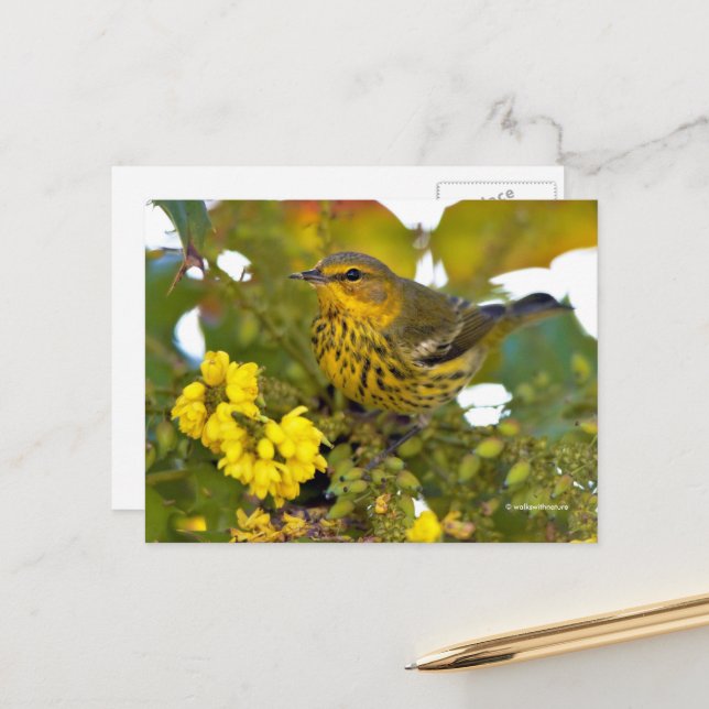 Cape May Warbler Songbird with Flowering Mahonia Postcard (Front/Back In Situ)