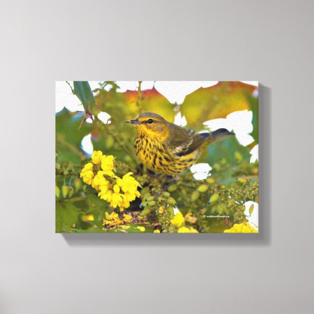 Cape May Warbler with Flowering Mahonia Canvas Print (Front)