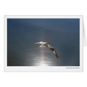 Cape Petrel, Neko Harbour