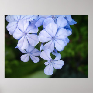 Cape plumbago poster