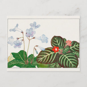 Cape primrose, Flame violet by Tanigami Konan Postcard
