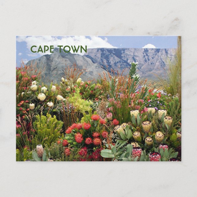 Cape Town:South Africa floral display, wildflowers Postcard (Front)