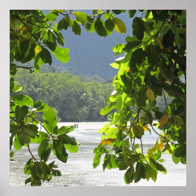 Cape Tribulation - Australia Poster (Front)