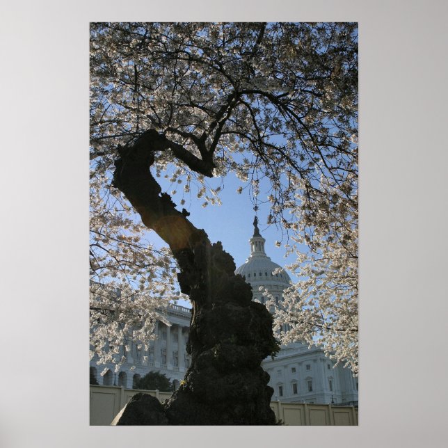 Capitol Cherry Tree Poster (Front)