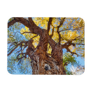 Capitol Reef National Park, Cottonwood Tree Magnet