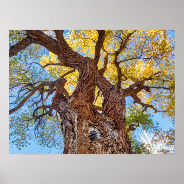 Capitol Reef National Park, Cottonwood Tree Poster (Front)