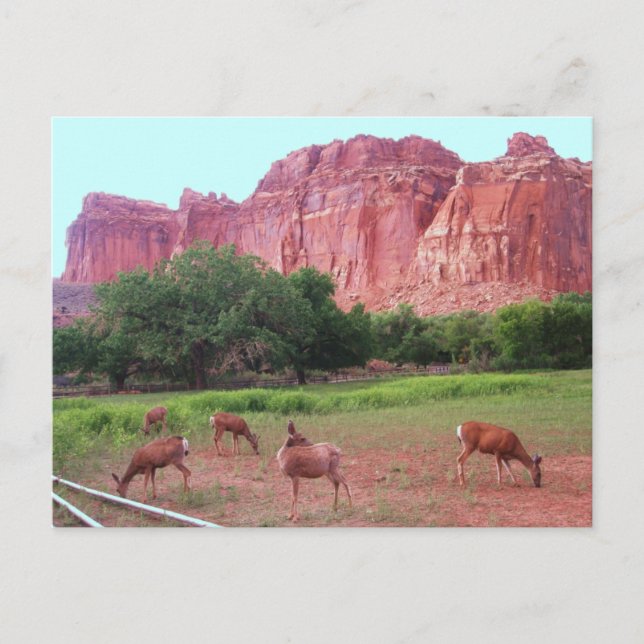 Capitol Reef National Park, UT Postcard (Front)