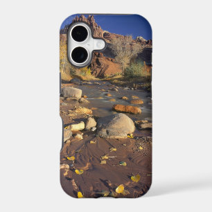 CAPITOL REEF NATIONAL PARK, UT, US, Cottonwood