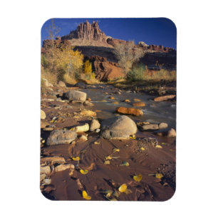 CAPITOL REEF NATIONAL PARK, UT, US, Cottonwood Magnet