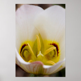 Capitol Reef National Park, Utah, USA 2 Poster