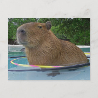 Caplin Rous with Hoola Hoops Postcard
