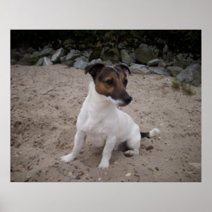 Capo von Oppenheim, Jack Russell Dog Poster