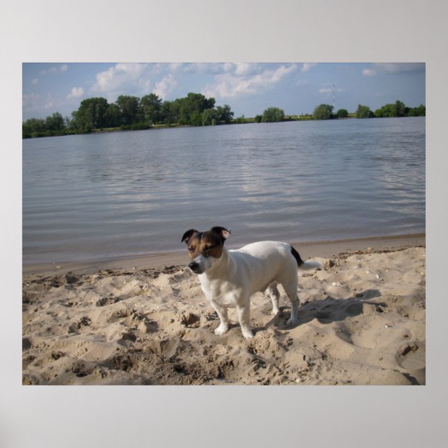 Capo von Oppenheim, Jack Russell Dog Poster (Front)
