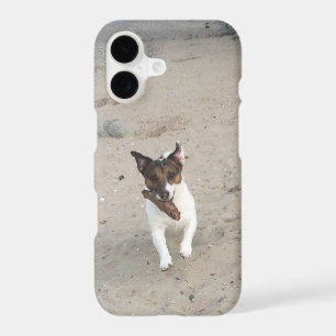 Capo von Oppenheim, Jack Russell Terrier Dog