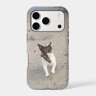 Capo von Oppenheim, Jack Russell Terrier Dog