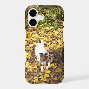 Capo von Oppenheim, Jack Russell Terrier Dog