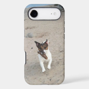 Capo von Oppenheim, Jack Russell Terrier Dog
