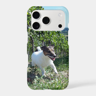 Capo von Oppenheim Jack Russell Terrier, Dog