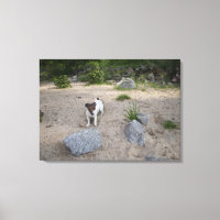 Capo von Oppenheim, Jack Russell Terrier, Dog