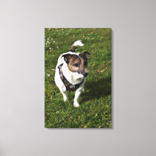 Capo von Oppenheim, Jack Russell Terrier, Dog Canvas Print