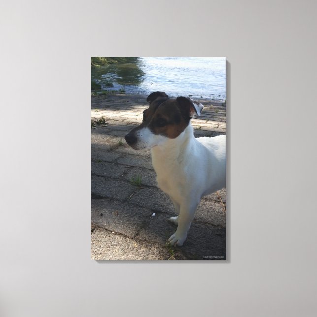 Capo von Oppenheim, Jack Russell Terrier, Dog Canvas Print (Front)