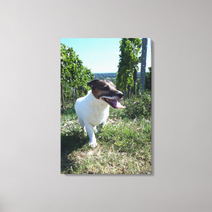 Capo von Oppenheim, Jack Russell Terrier, Dog Canvas Print