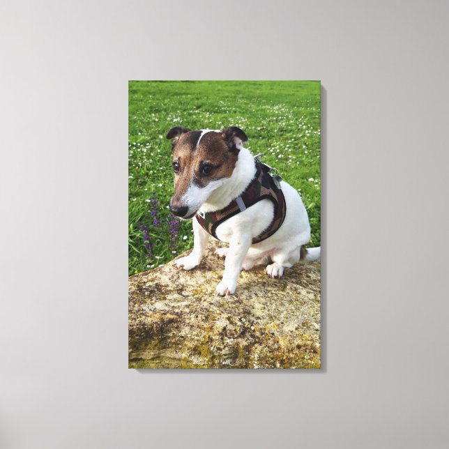 Capo von Oppenheim, Jack Russell Terrier, Dog Canvas Print (Front)