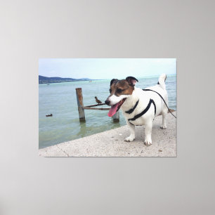 Capo von Oppenheim, Jack Russell Terrier Dog Canvas Print