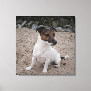 Capo von Oppenheim, Jack Russell Terrier, Dog Canvas Print