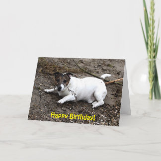 Capo von Oppenheim Jack Russell Terrier, Dog Card