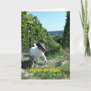 Capo von Oppenheim Jack Russell Terrier, Dog Card