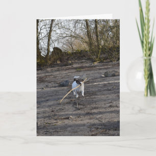 Capo von Oppenheim Jack Russell Terrier, Dog Card