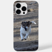 Capo von Oppenheim, Jack Russell Terrier Dog