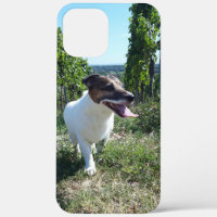 Capo von Oppenheim Jack Russell Terrier, Dog